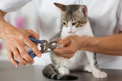 The Horrifying Truth About Declawing Your Cat