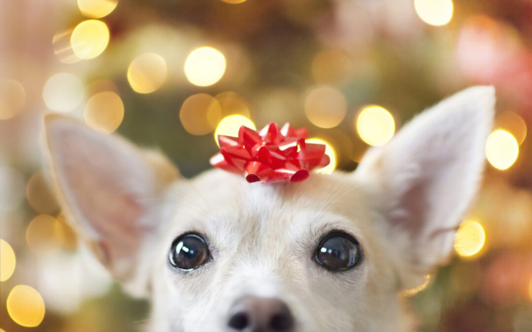 Pets as Gifts: Is it a Good Idea?